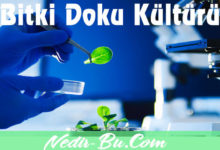 Bitki-Doku-Kültürü-ve-Uygulama-Alanları-Nelerdir