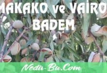 Makako-ve-Vairo-Badem-Türleri-Özellikleri-Ve-Yetiştiriciliği-nedir-bu