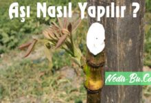 Ağaçlara-Aşı-Nasıl-Yapılır-Aşı-Çeşitleri-Hakkında-Bilgiler-nedir-bu