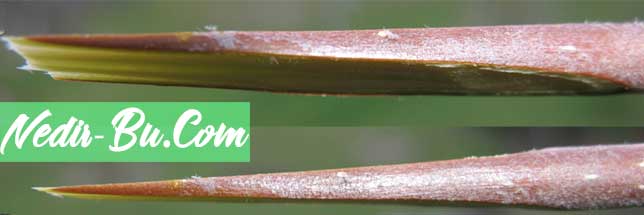 Ağaçlara-Aşı-Nasıl-Yapılır-kalem-kesimi