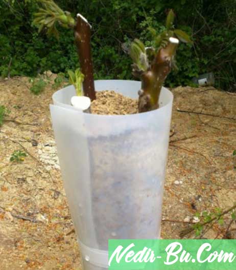 Ağaçlara-Aşı-Nasıl-Yapılır-toprak-ve-poşetleme