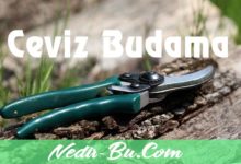 Ceviz-Budama-Nasıl-Yapılır-1-2-ve-3-Yaşında-Ceviz-Budama